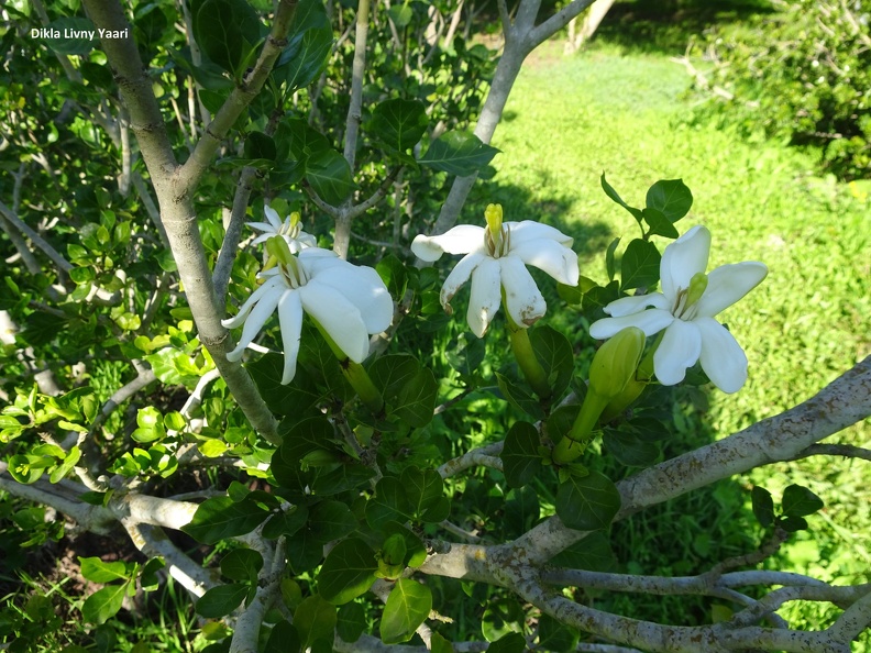 Gardenia